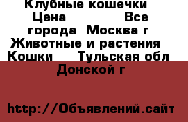 Клубные кошечки › Цена ­ 10 000 - Все города, Москва г. Животные и растения » Кошки   . Тульская обл.,Донской г.